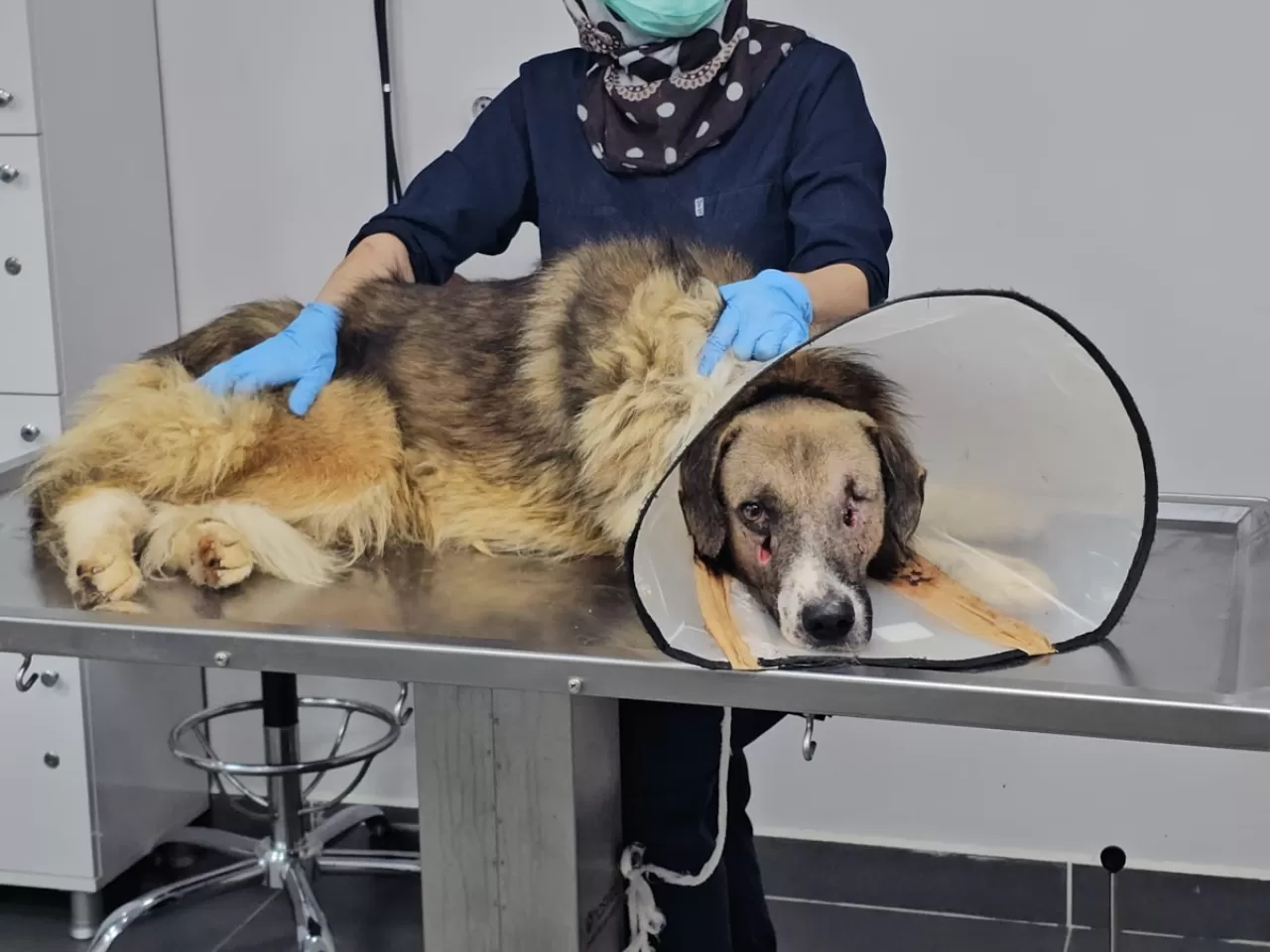 Köpeğin yüzüne ateş eden şahıs serbest bırakıldı, köpek kör oldu