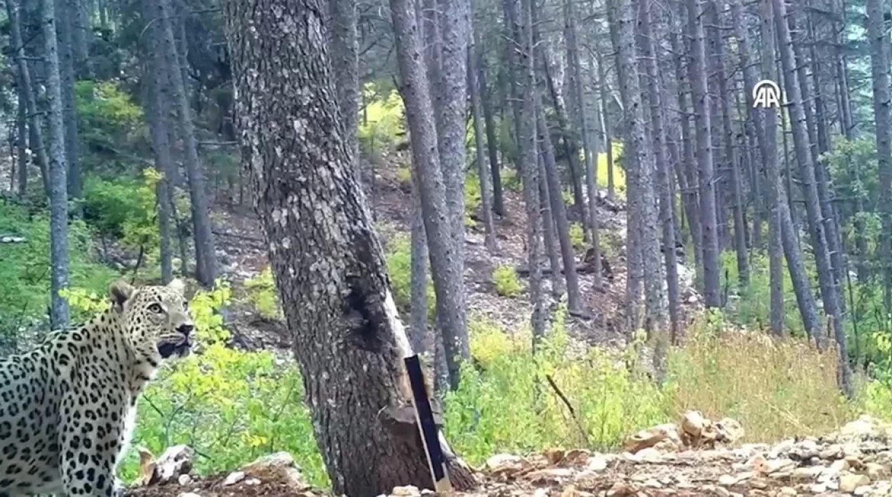 Nesli Tükenme Tehlikesindeki Anadolu Parsı, Bir Kez Daha Fotokapanda