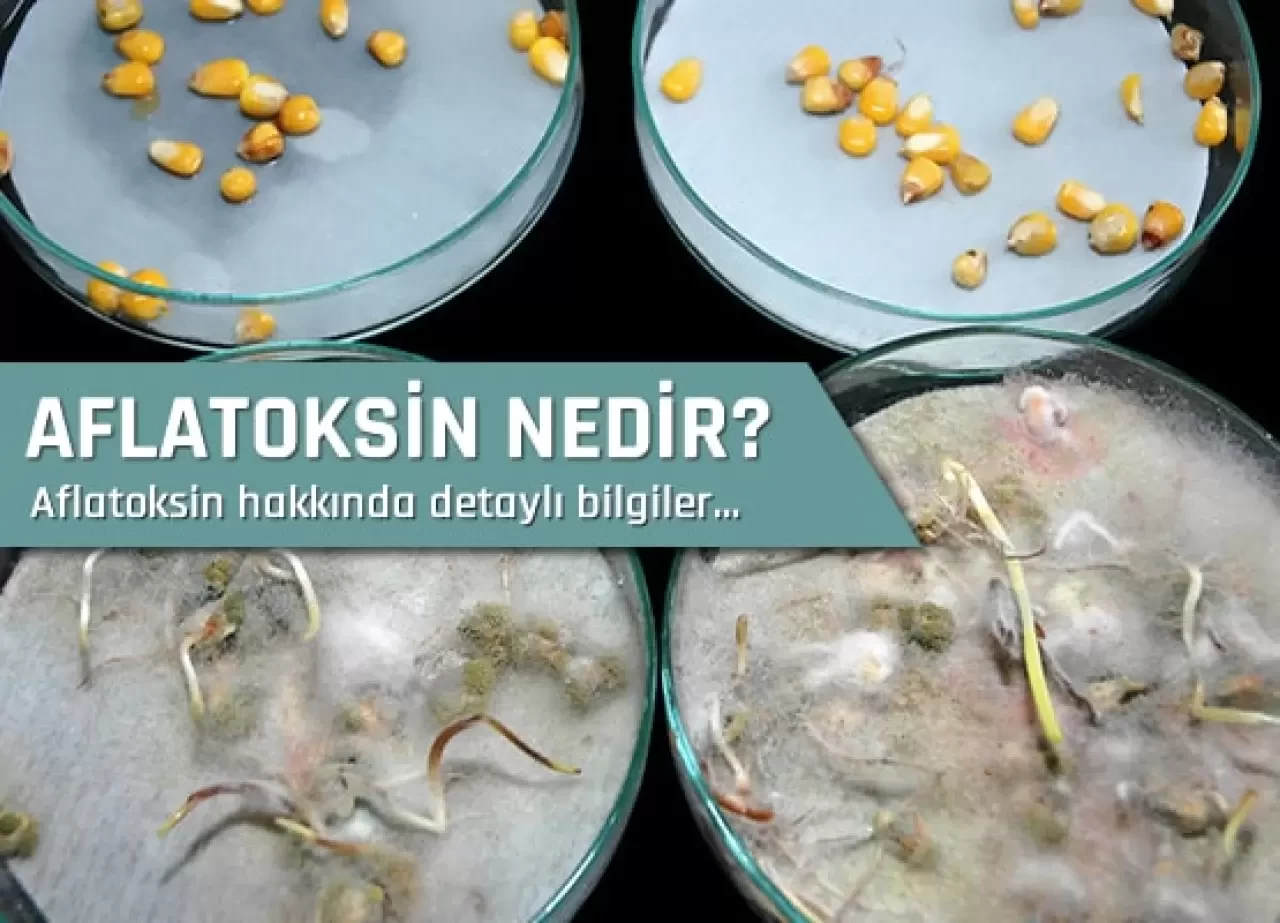 Aflatoksin Nedir? Sağlığınıza Etkileri ve Korunma Yolları