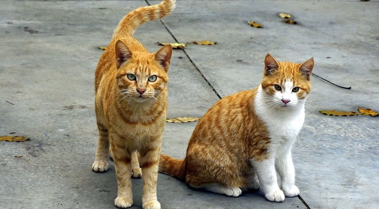 Ankara'da dehşete düşüren olay: Bacakları kesilmiş 2 ölü kedi bulundu