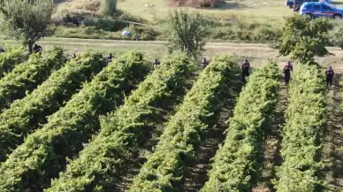 Üzüm Bağında Korkunç Cinayet: Çiftçi Silahla Vuruldu, Üç Şüpheli Yakalandı