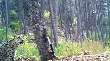 Nesli Tükenme Tehlikesindeki Anadolu Parsı, Bir Kez Daha Fotokapanda