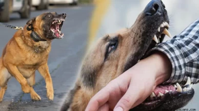 Hakkari’de Sahipsiz Köpekler 12 Yaşındaki Kızı Hayattan Kopardı