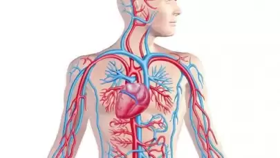 Venöz Sistem Nedir ve Ne Anlama Gelir? İşte Tüm Detaylar!