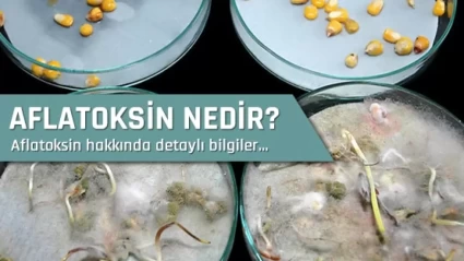 Aflatoksin Nedir? Sağlığınıza Etkileri ve Korunma Yolları