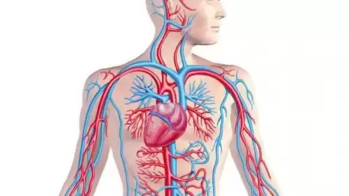 Venöz Sistem Nedir ve Ne Anlama Gelir? İşte Tüm Detaylar!