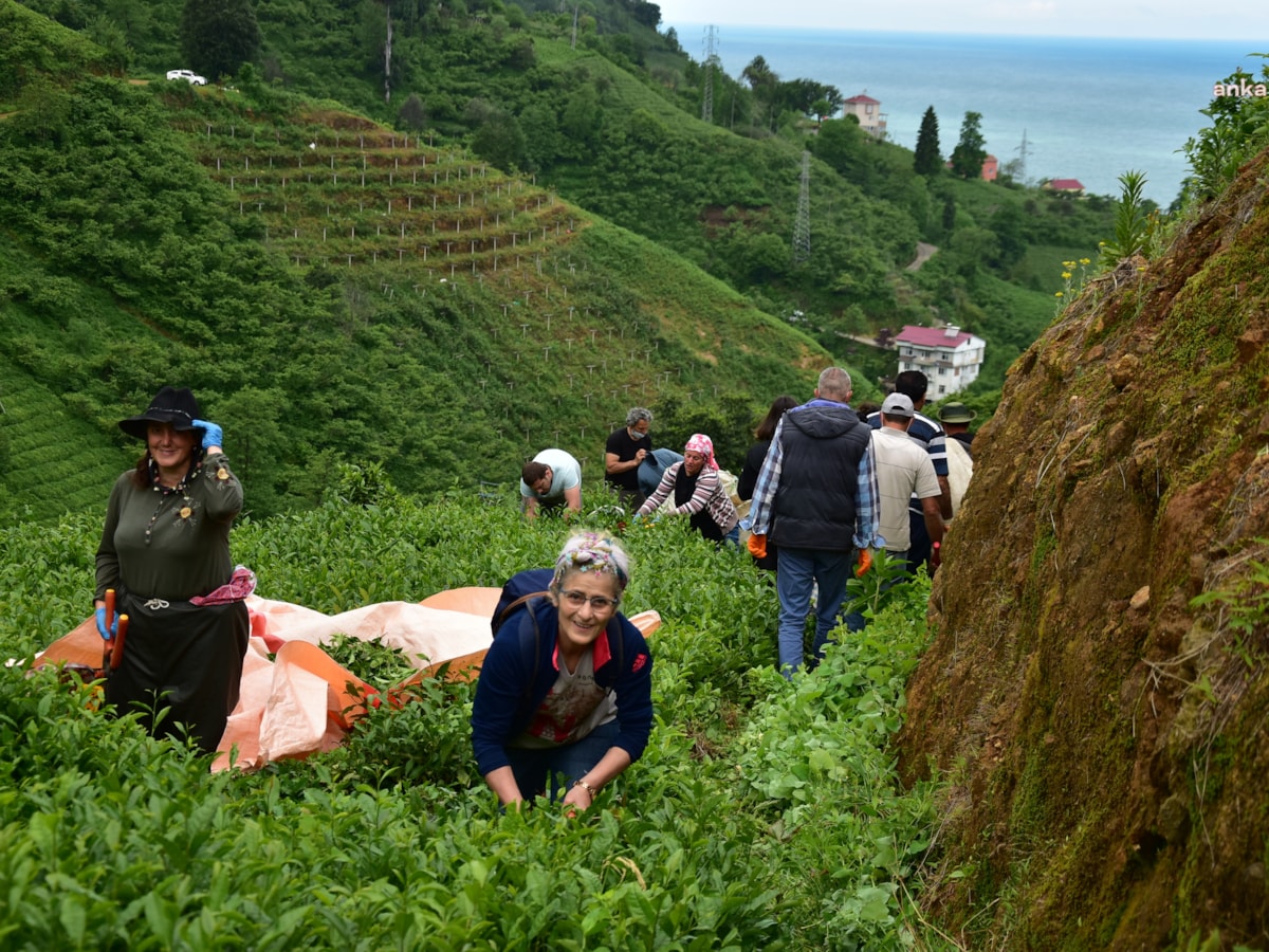 2024 Yaş Çay Alım Fiyatları Tartışma Yaratıyor: Üreticiler Fiyatlardan Memnun Değil